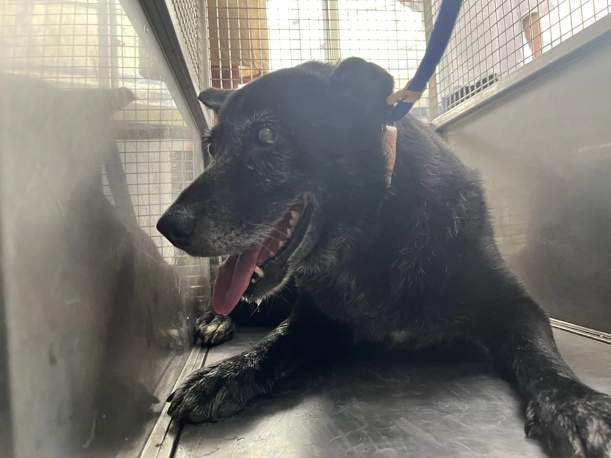 混種犬