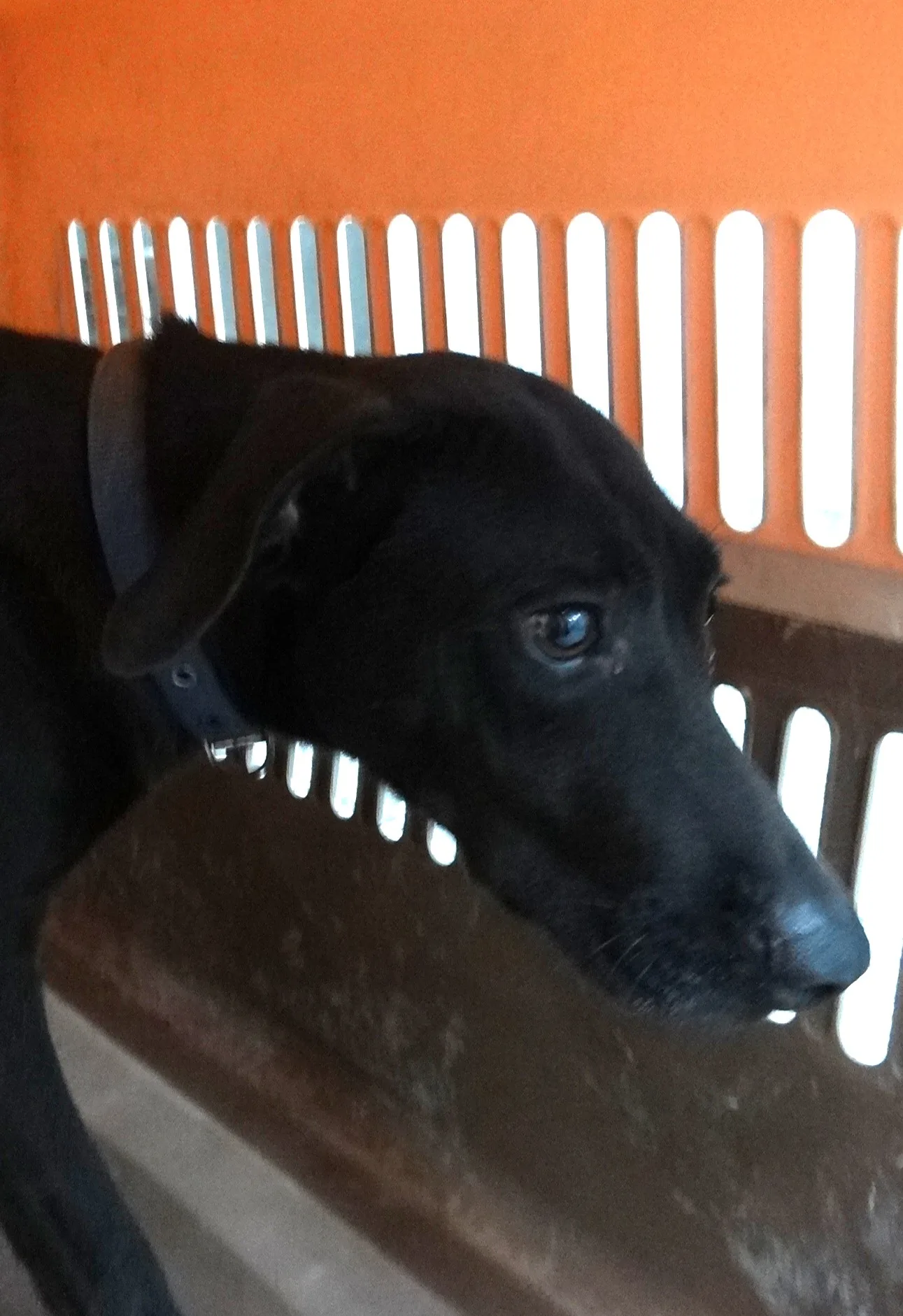 混種犬