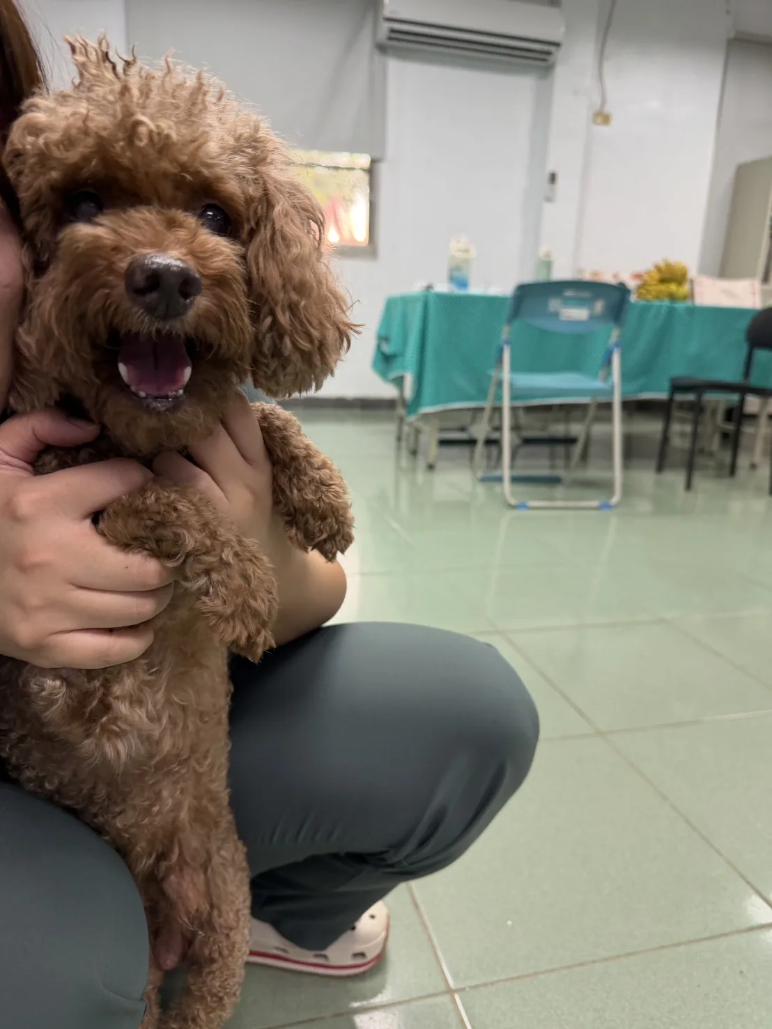 貴賓犬