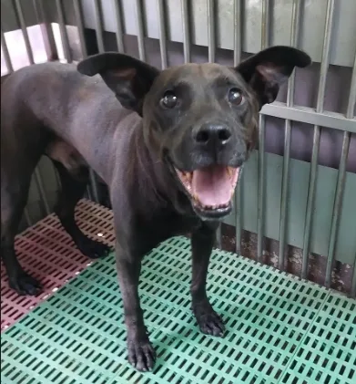 混種犬