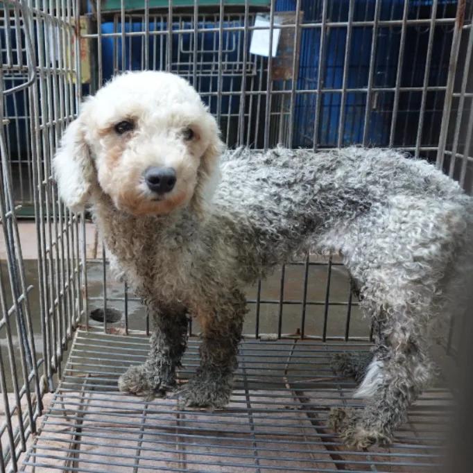 貴賓犬