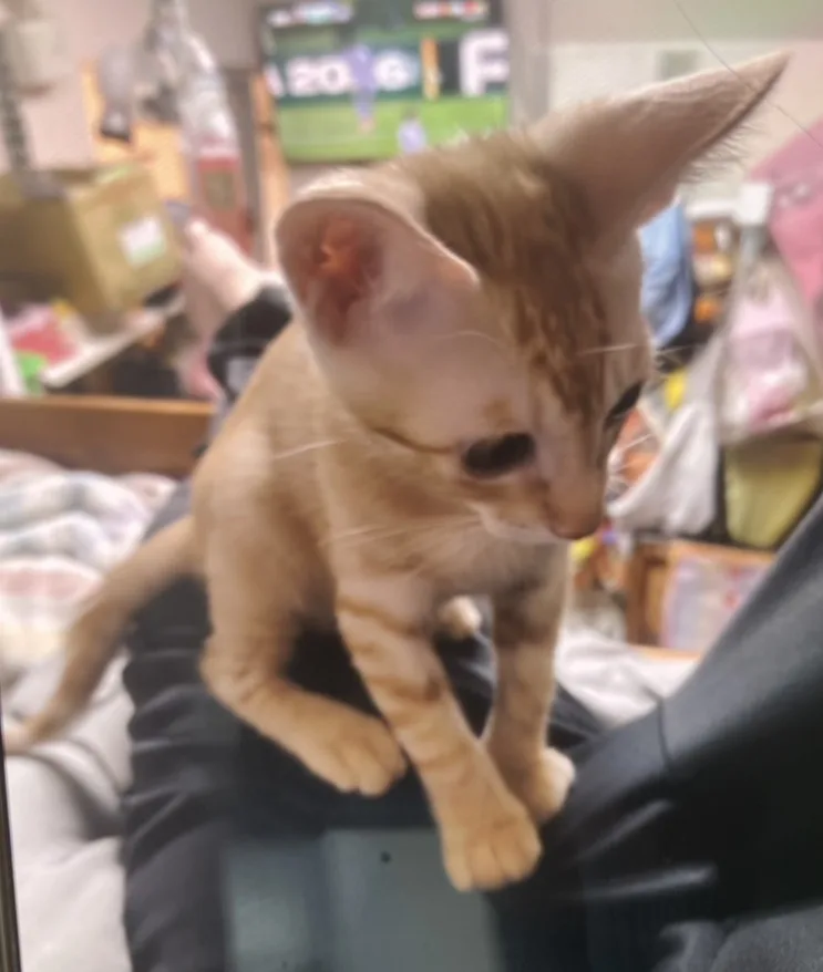 混種貓