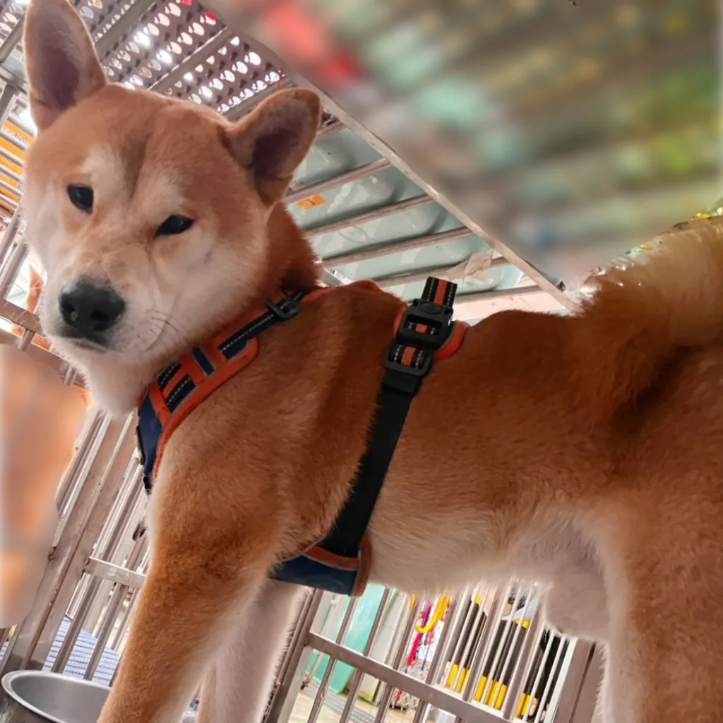 柴犬