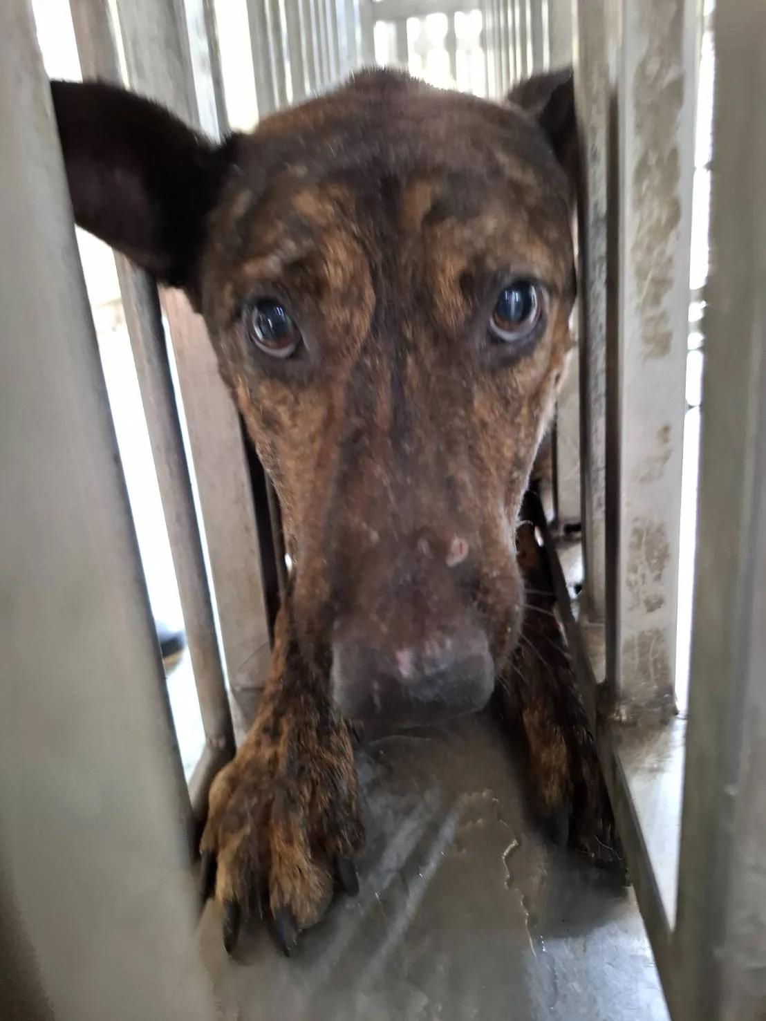 混種犬