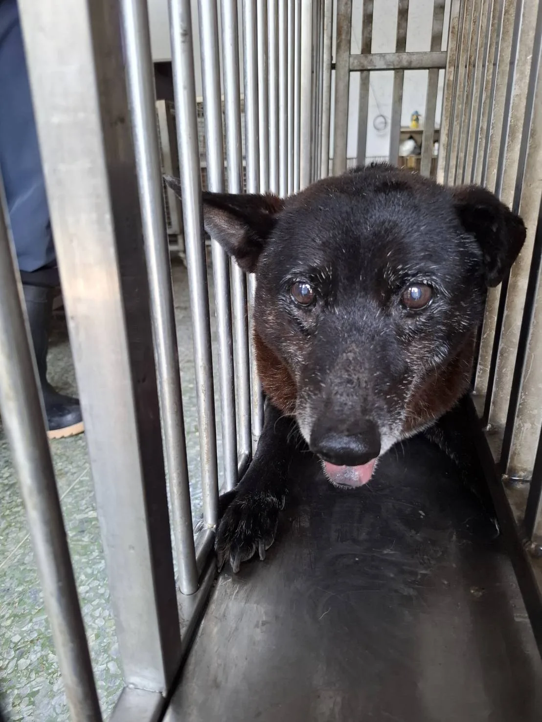 混種犬