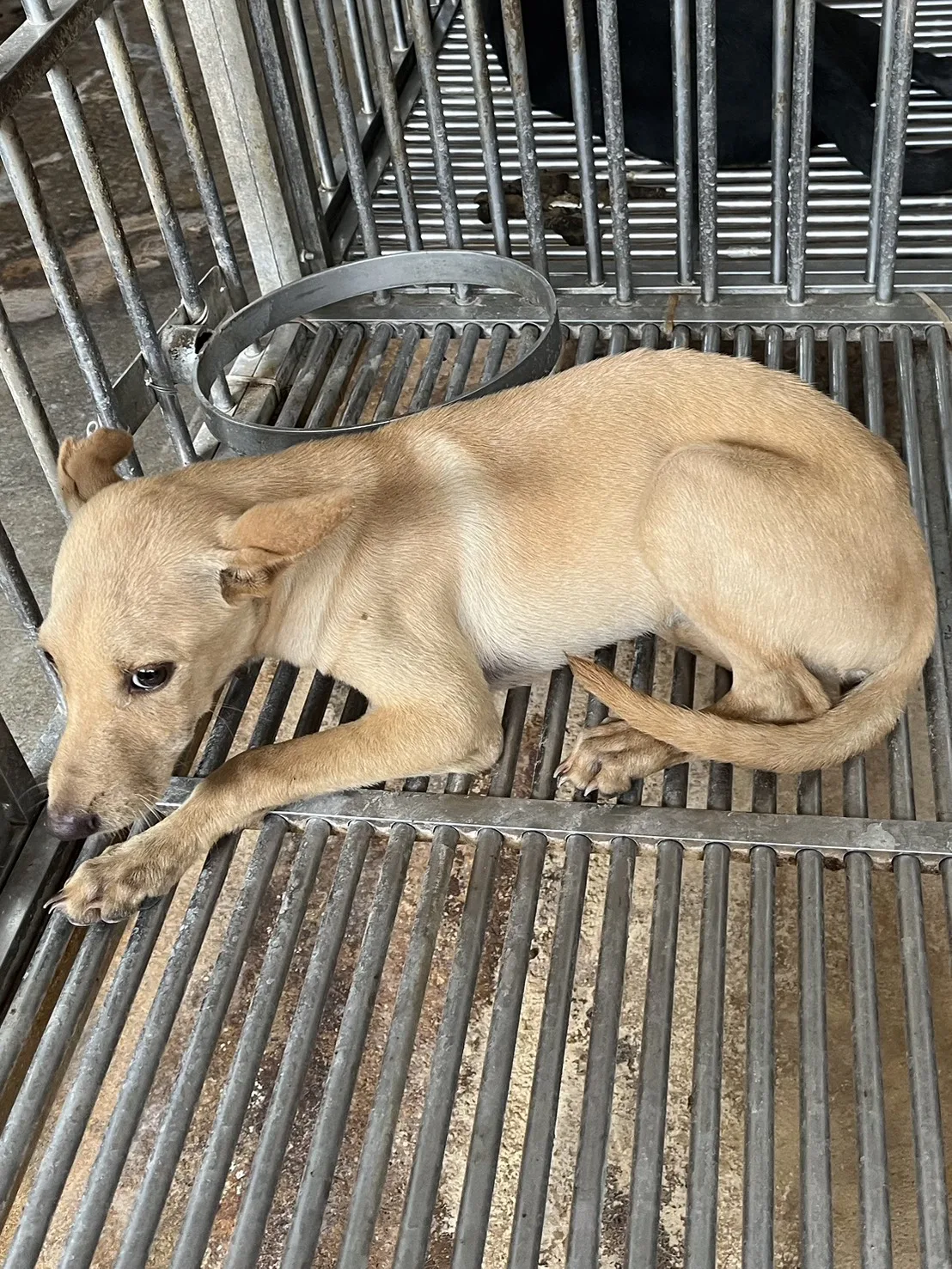 混種犬