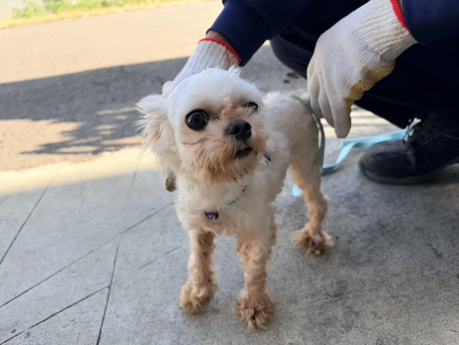 瑪爾濟斯犬