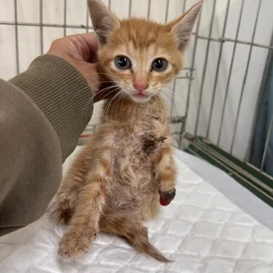 混種貓