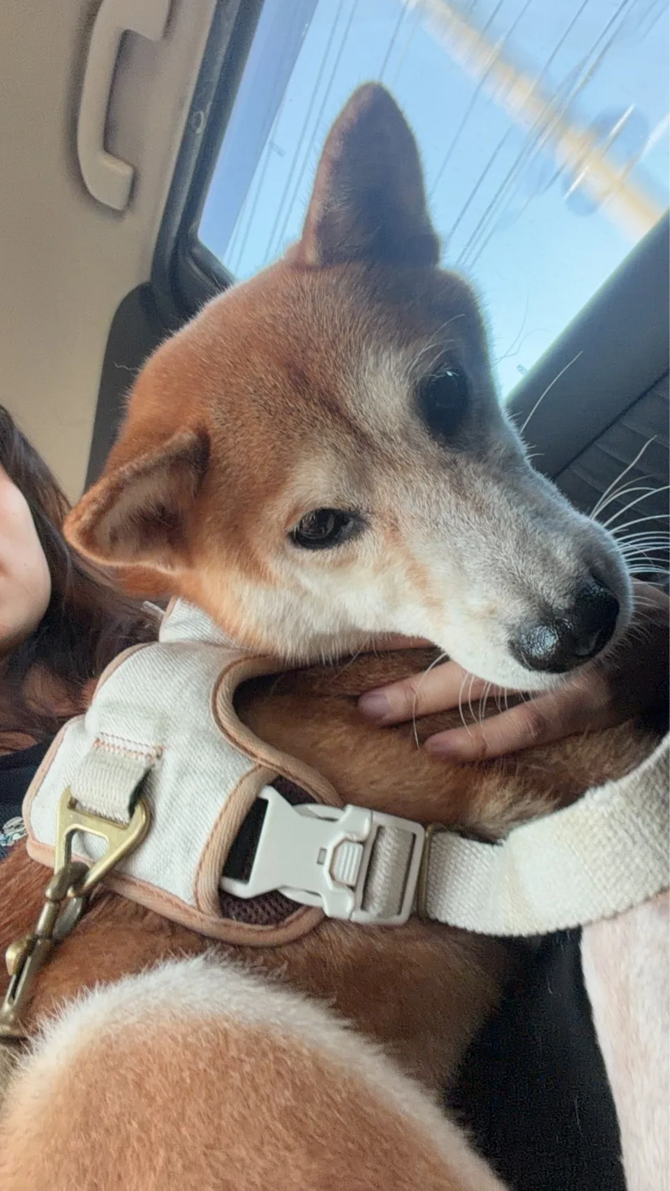 柴犬