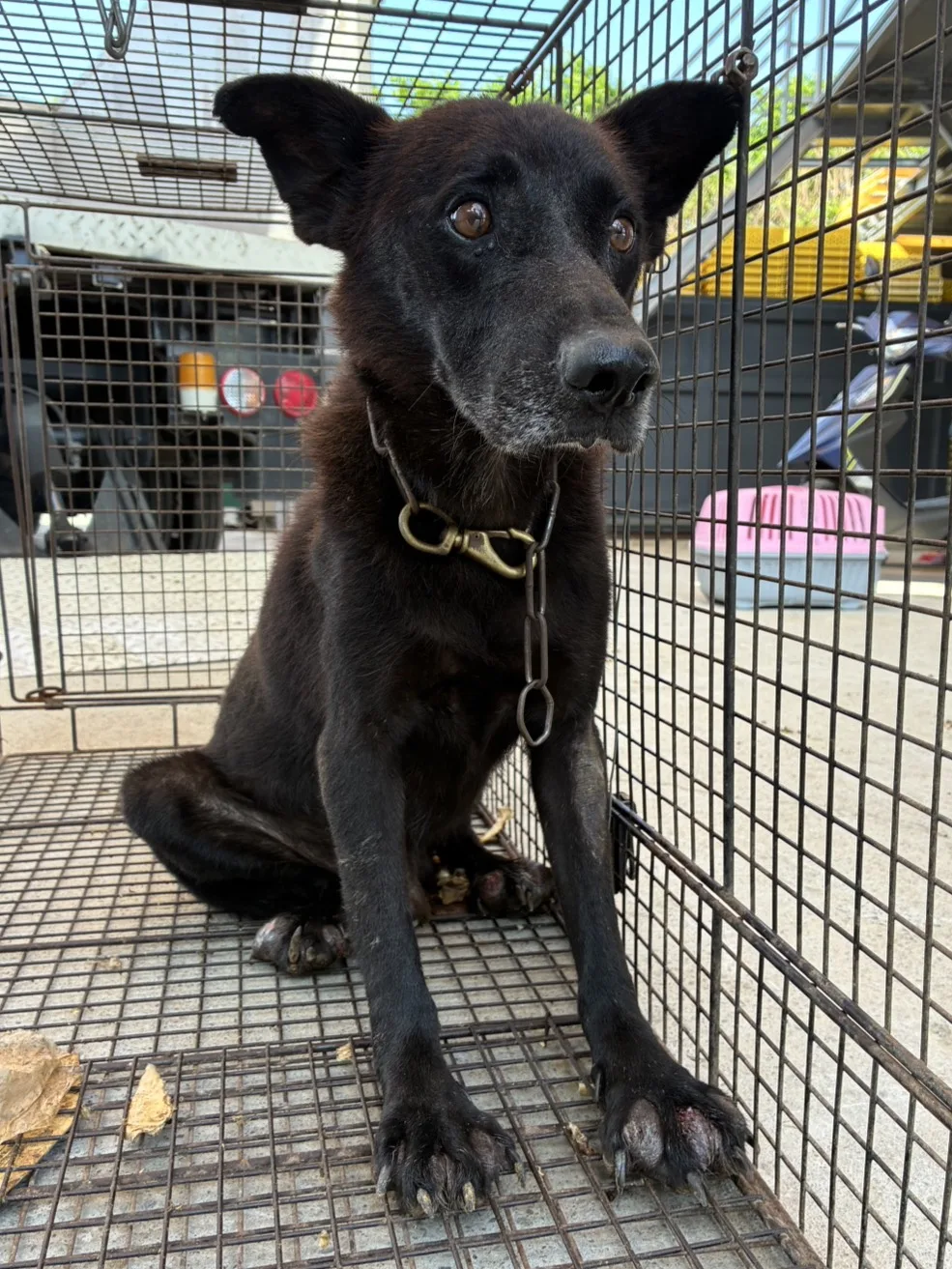 混種犬