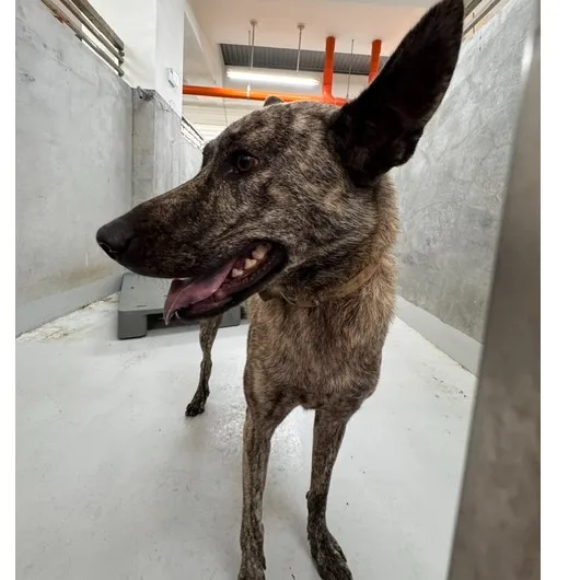 混種犬