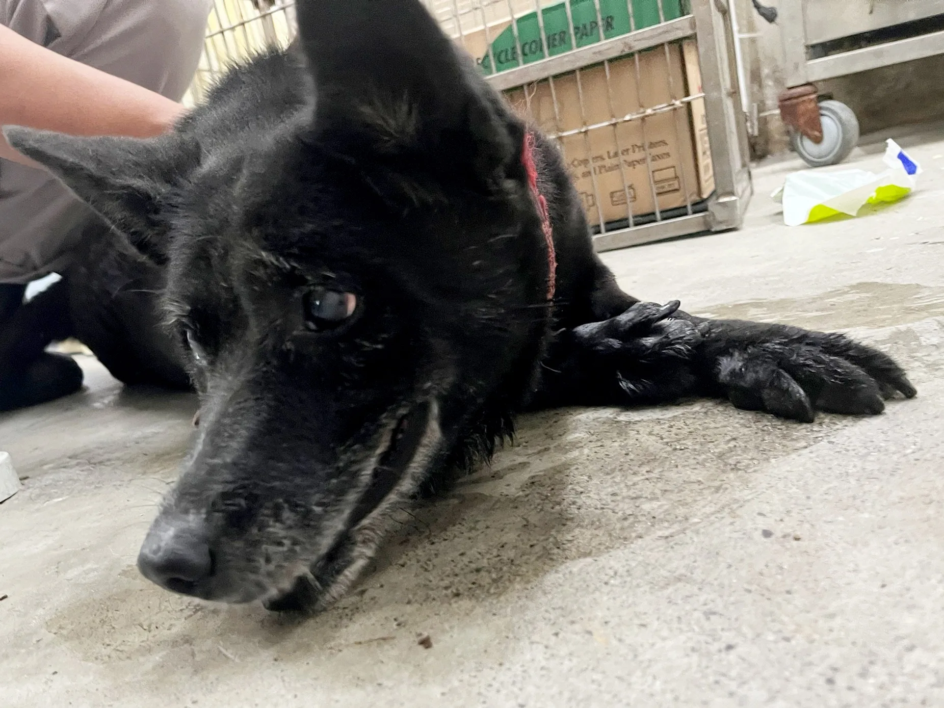 混種犬