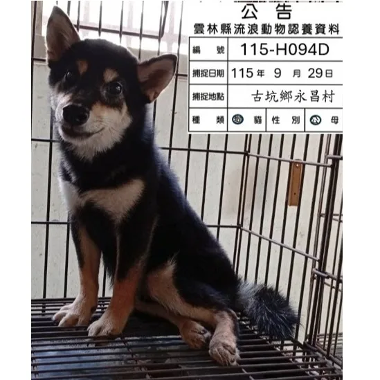 柴犬