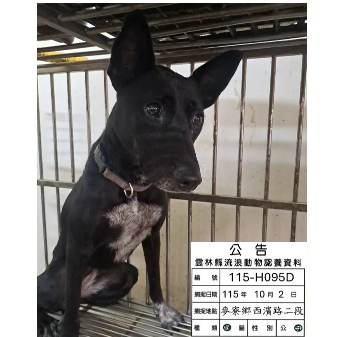 混種犬