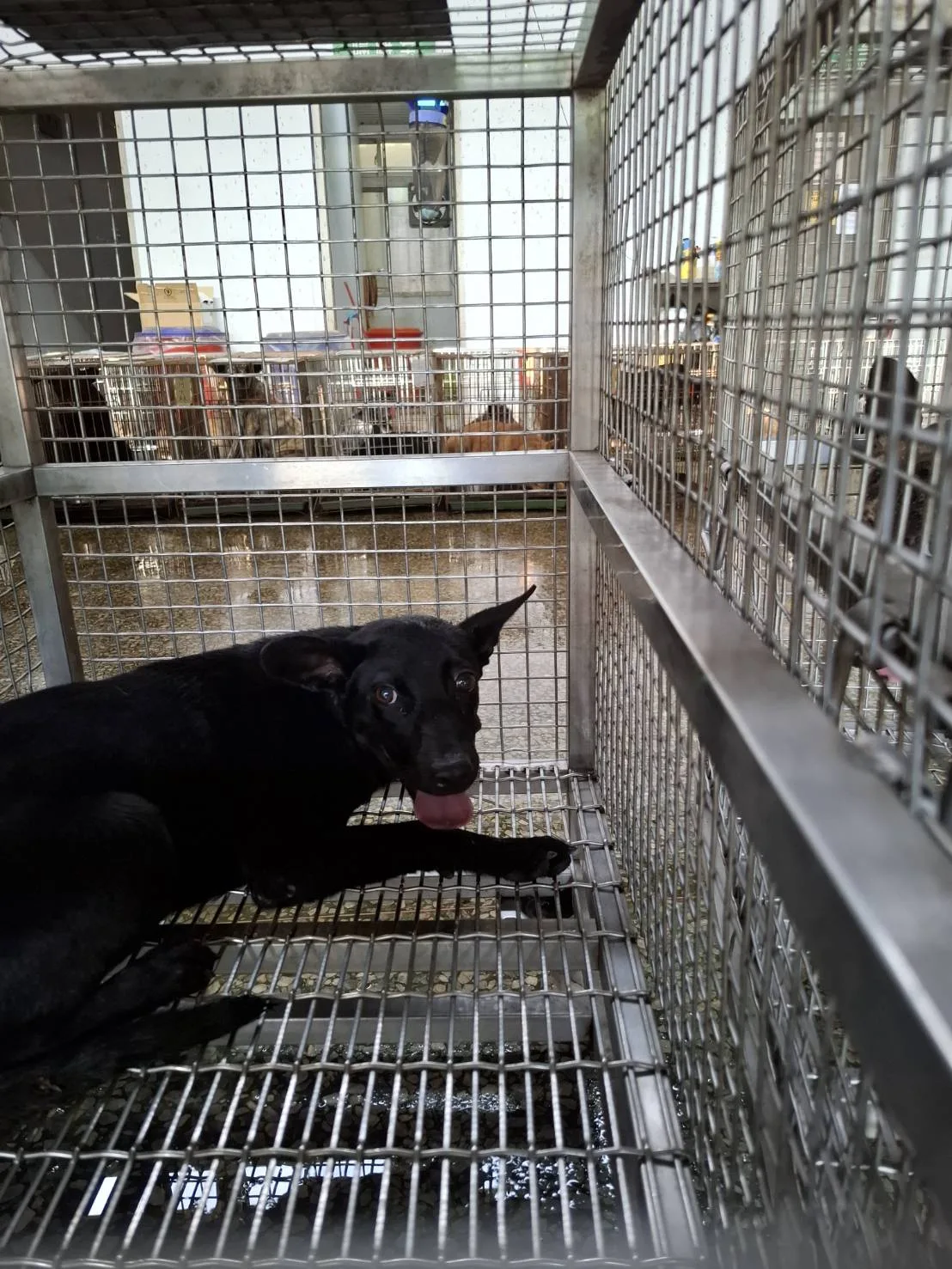 混種犬