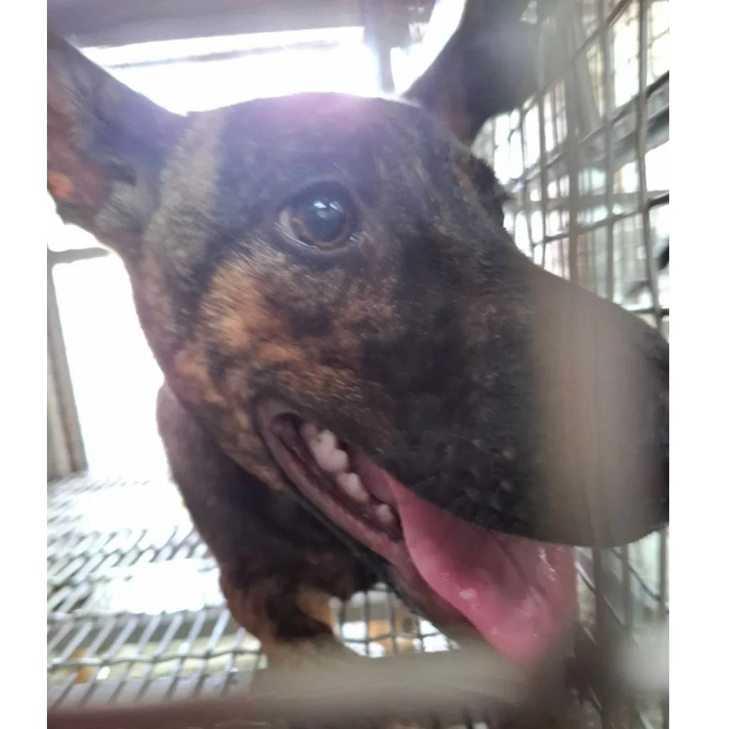 混種犬