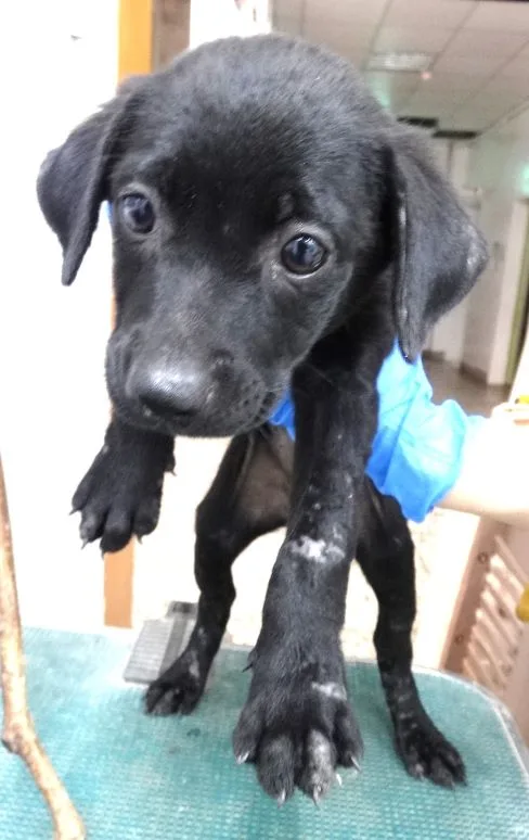 混種犬