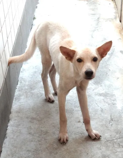 混種犬