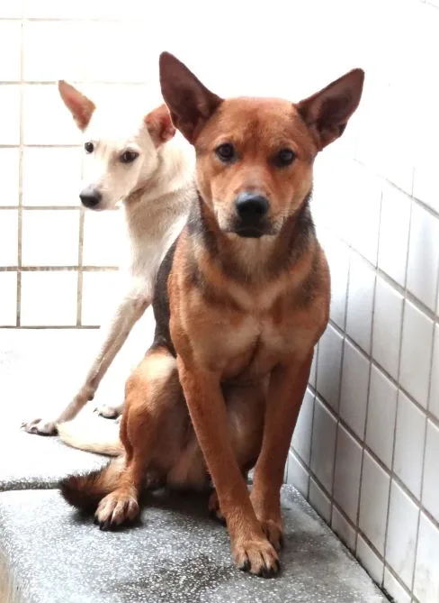 混種犬