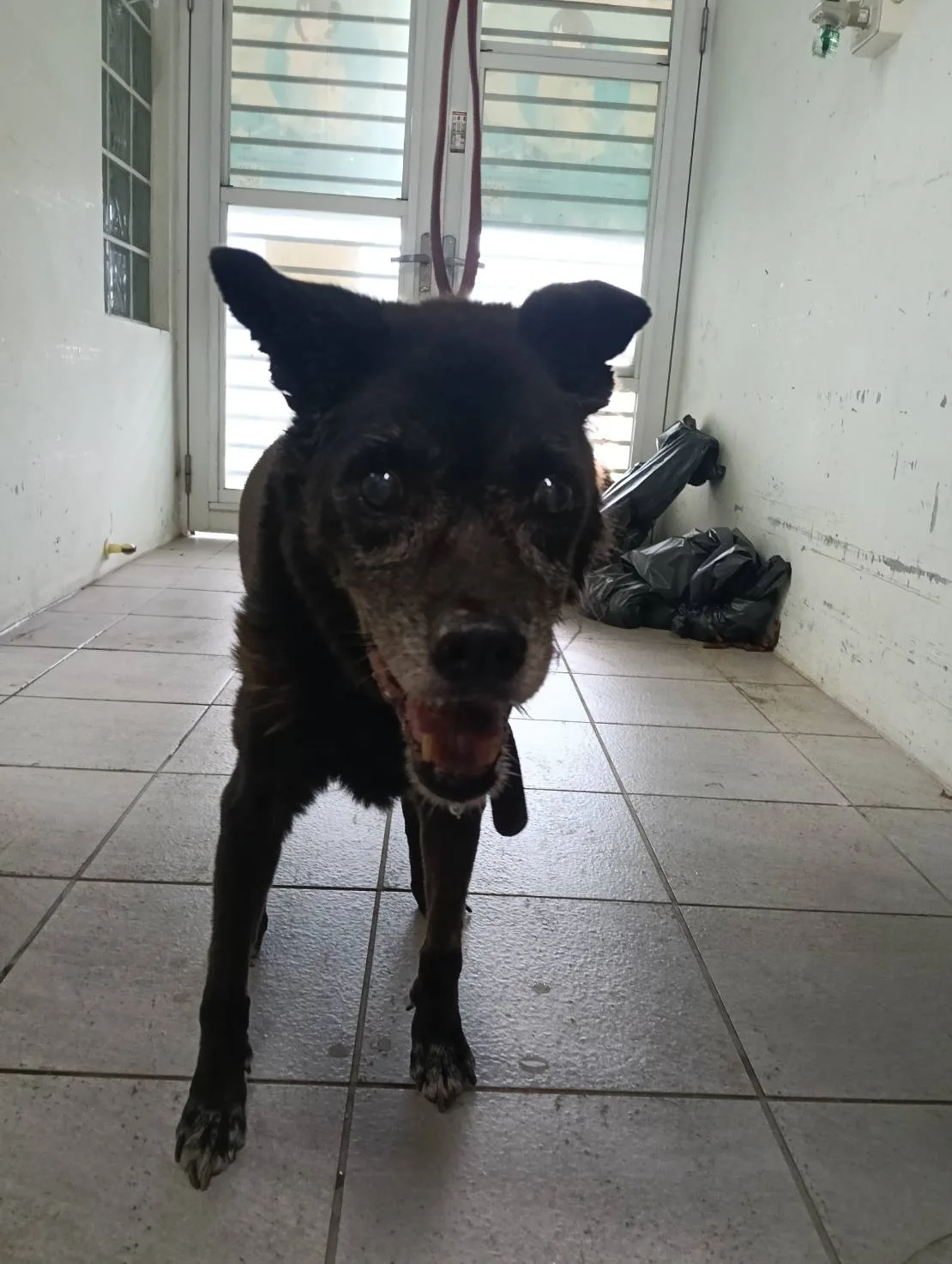 混種犬