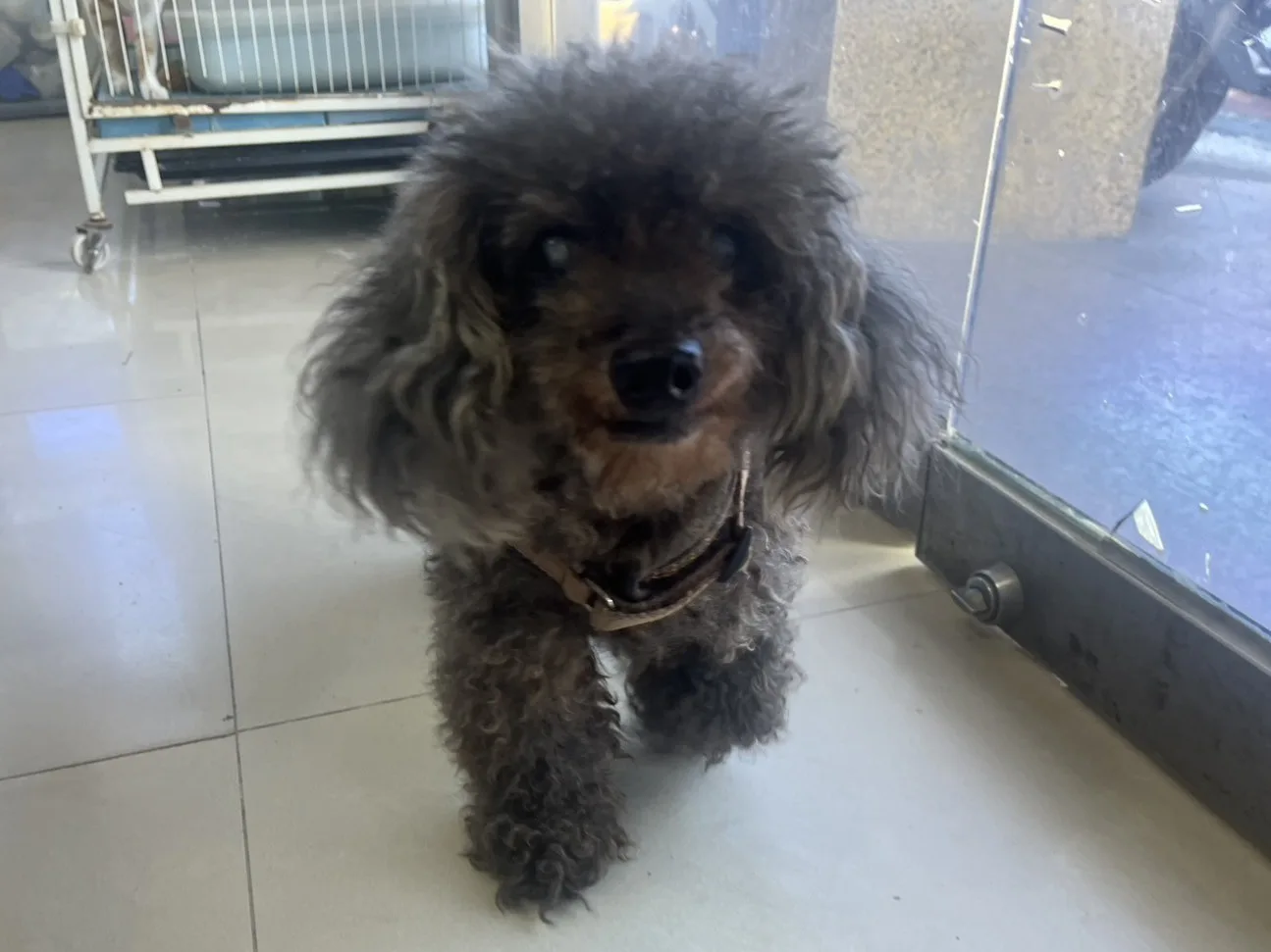 貴賓犬