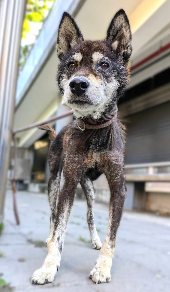 柴犬