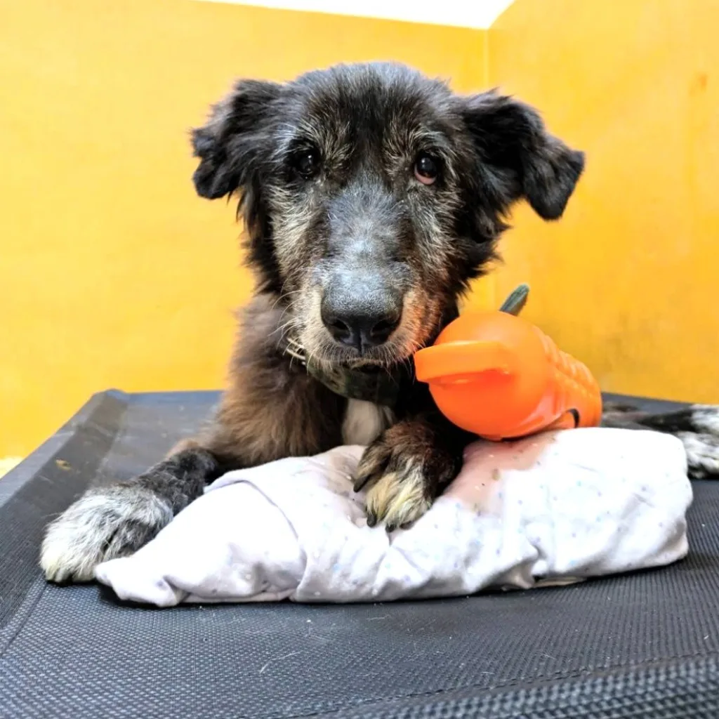 混種犬