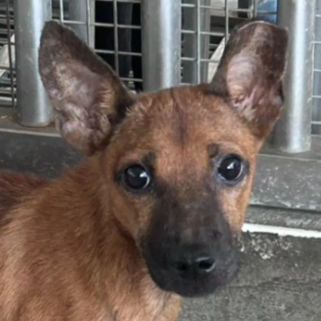 混種犬