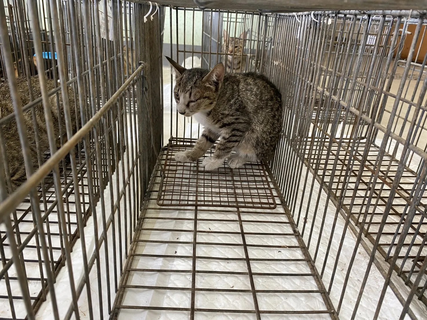 混種貓