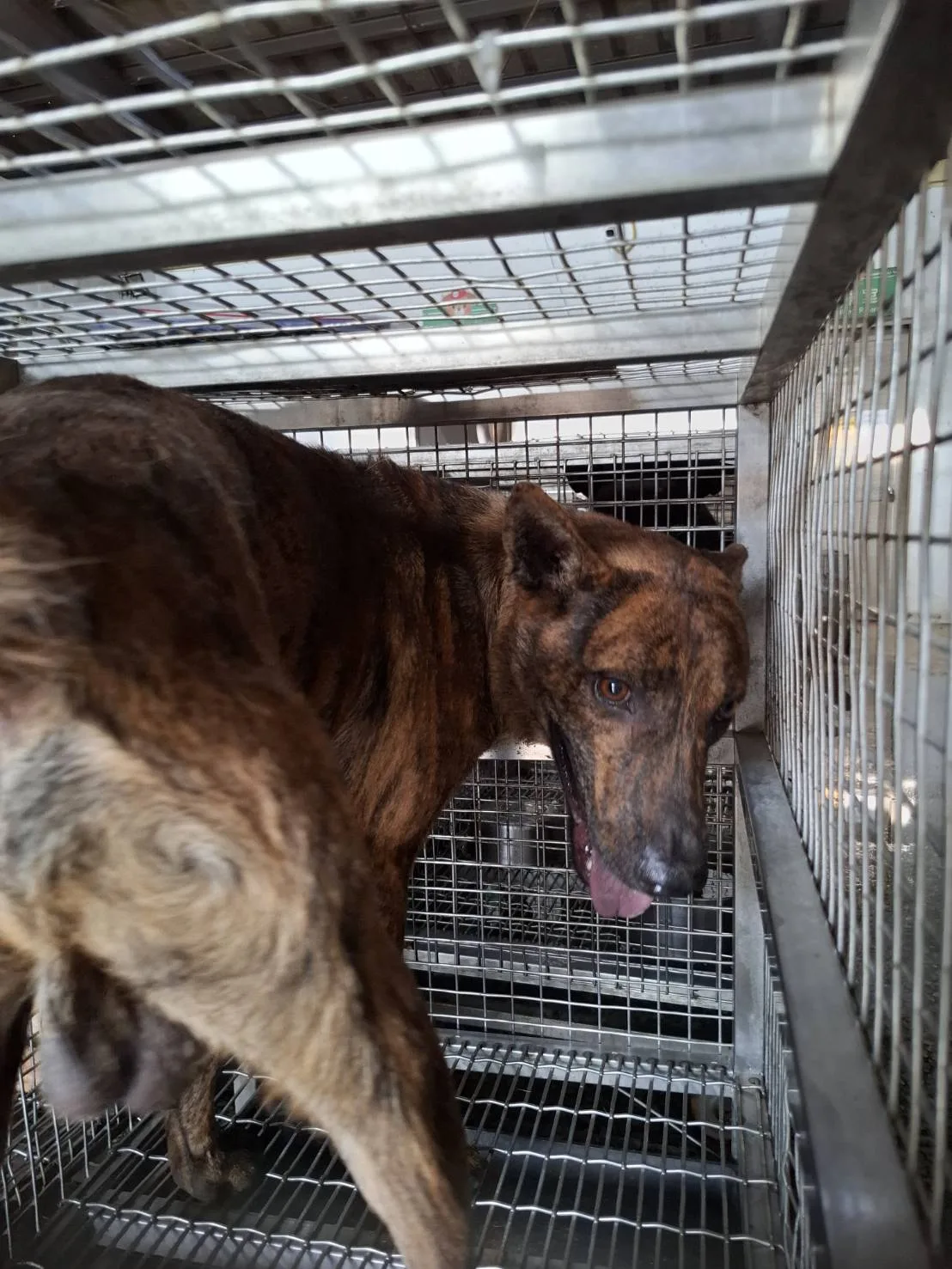混種犬