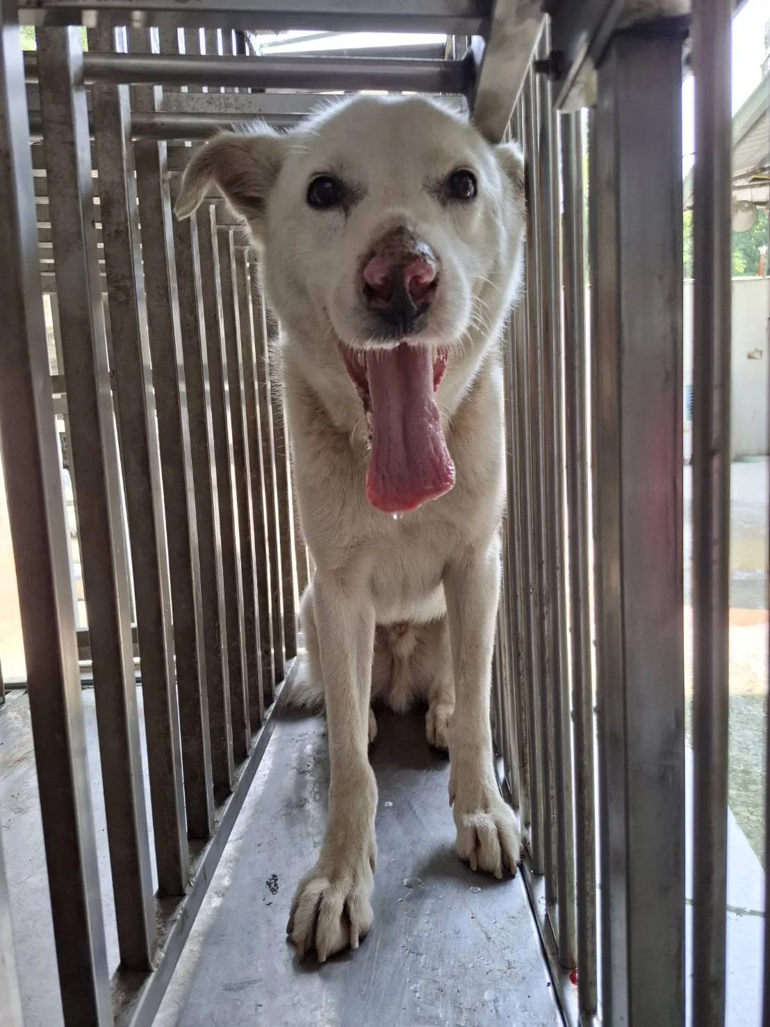 混種犬