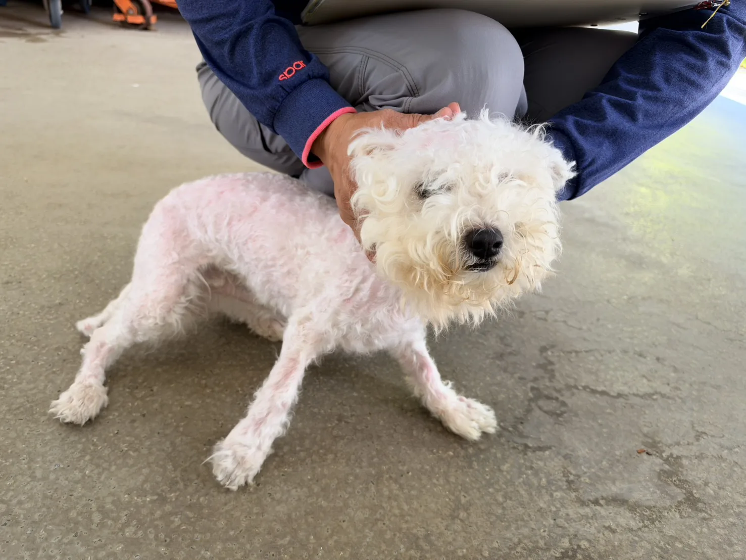 比熊犬
