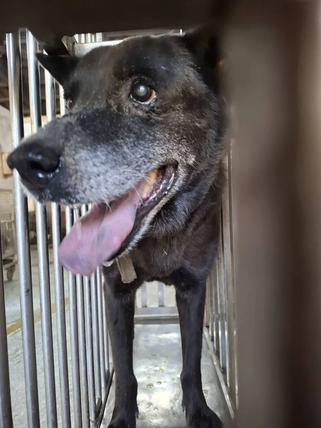 混種犬