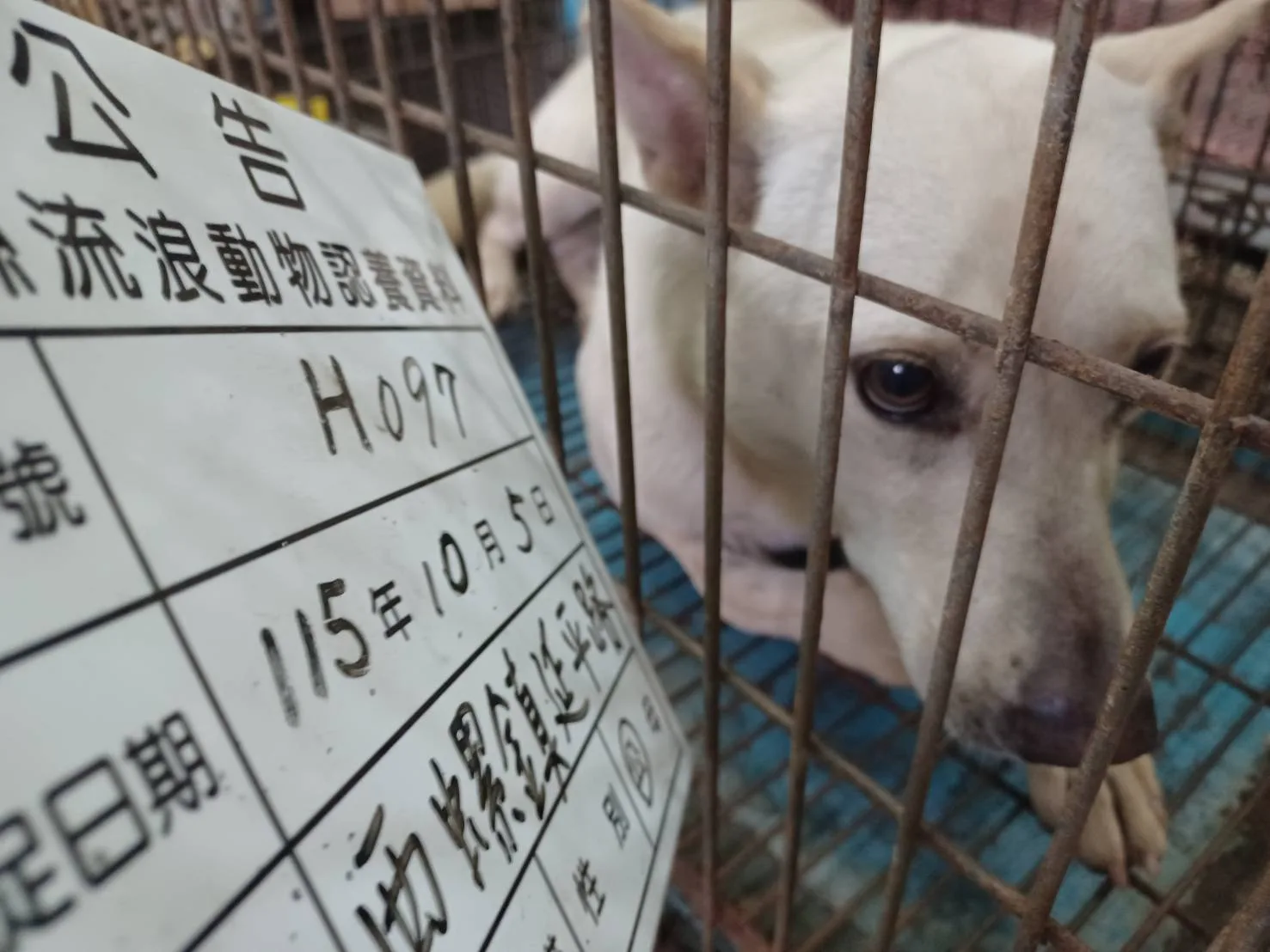 混種犬