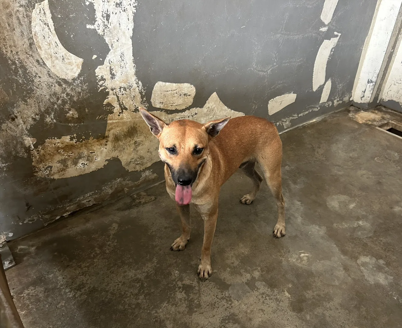 混種犬