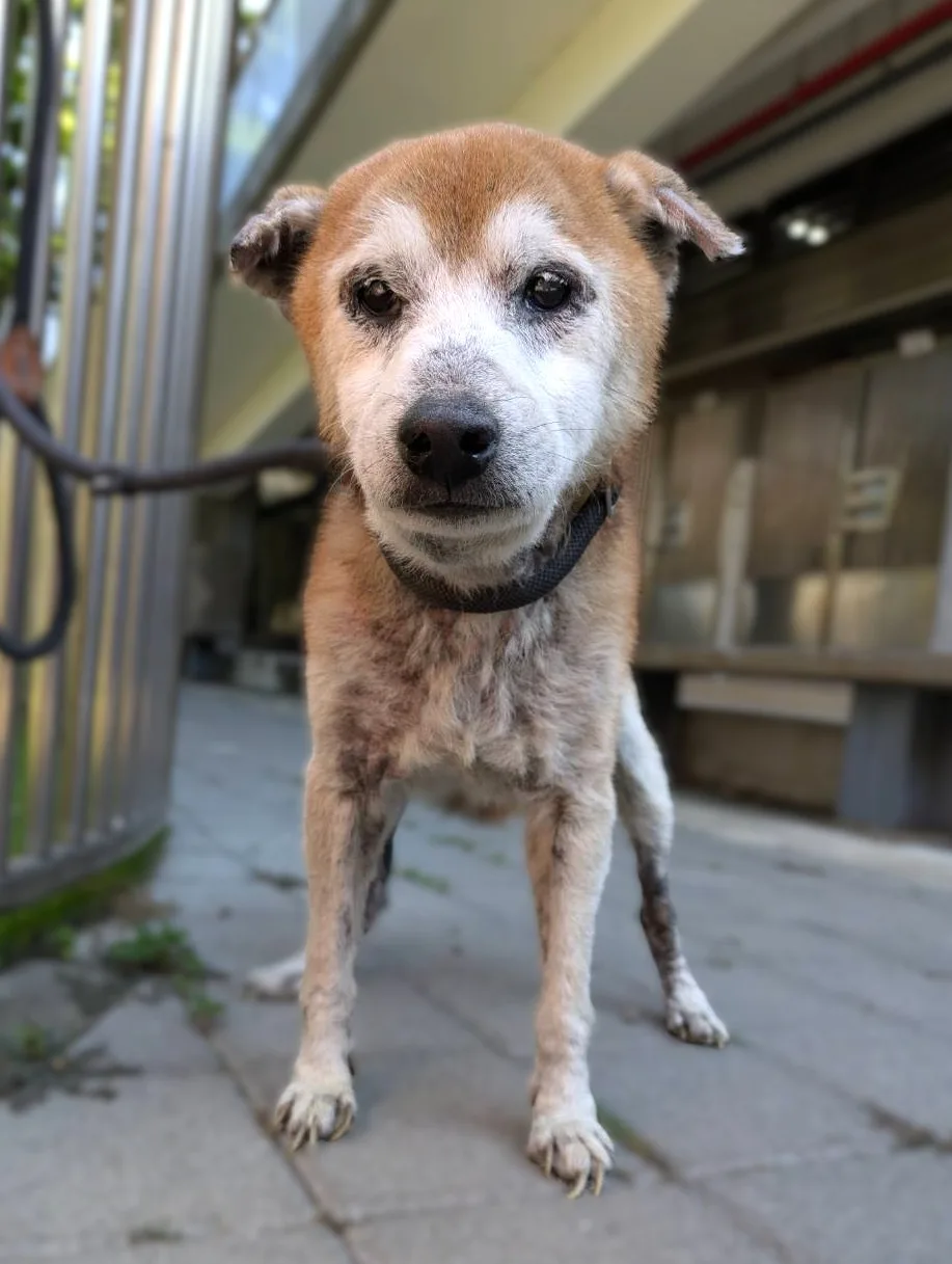 柴犬