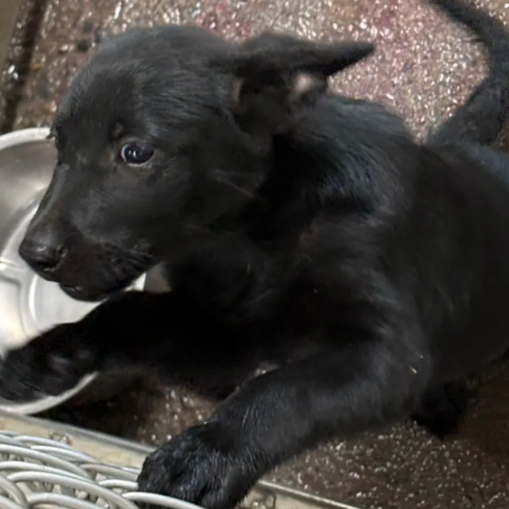 混種犬
