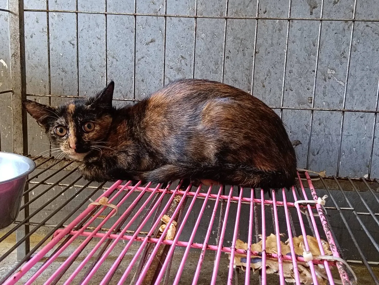 混種貓