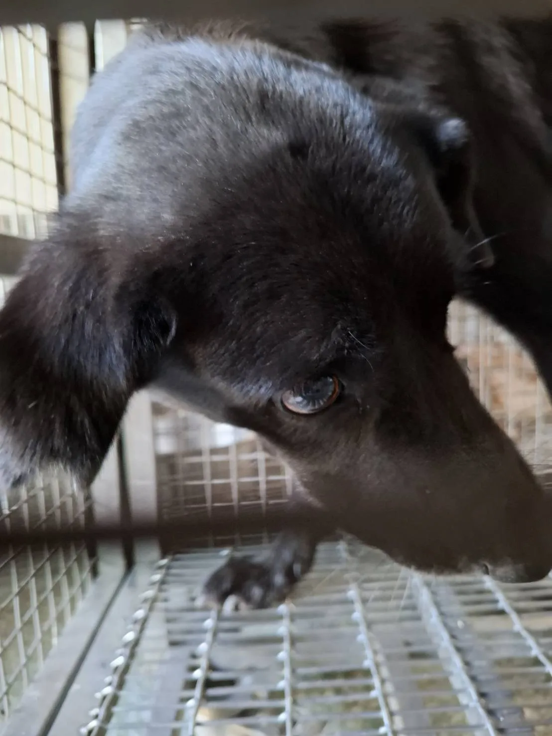 混種犬
