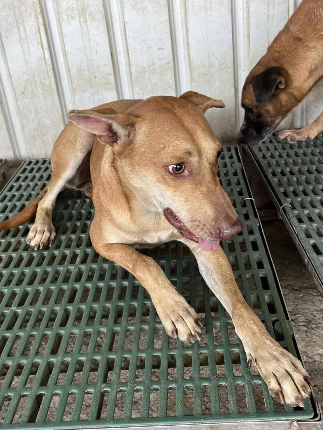 混種犬