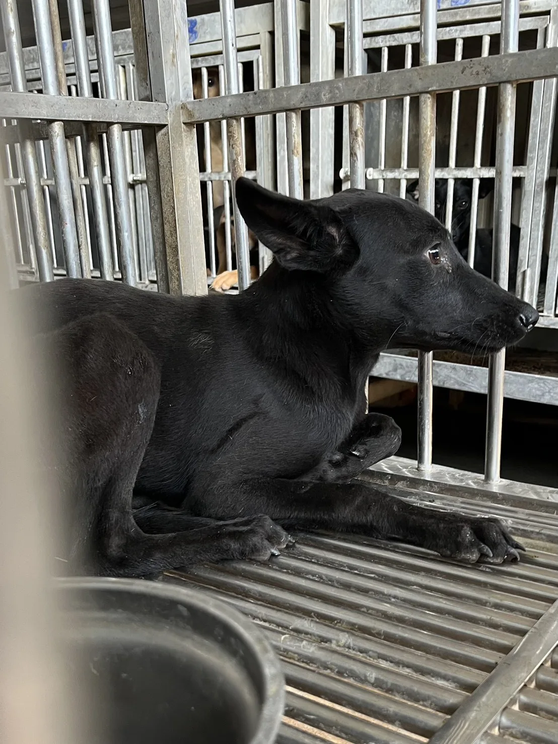 混種犬