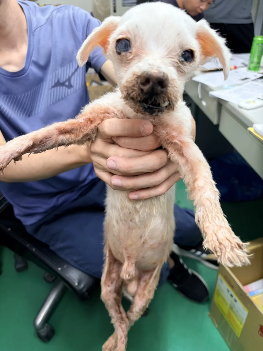 瑪爾濟斯犬