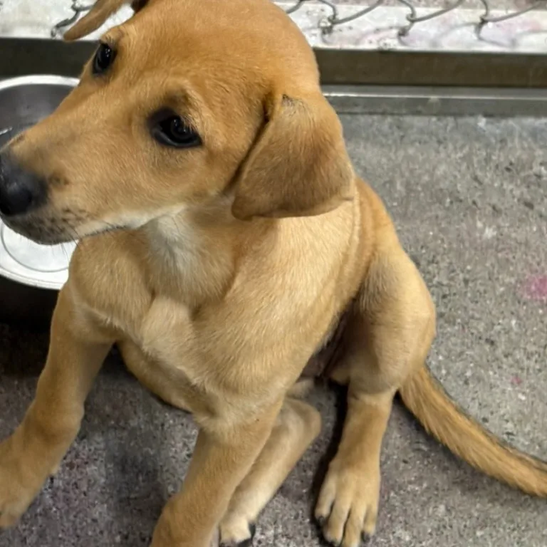混種犬