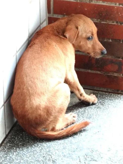 混種犬