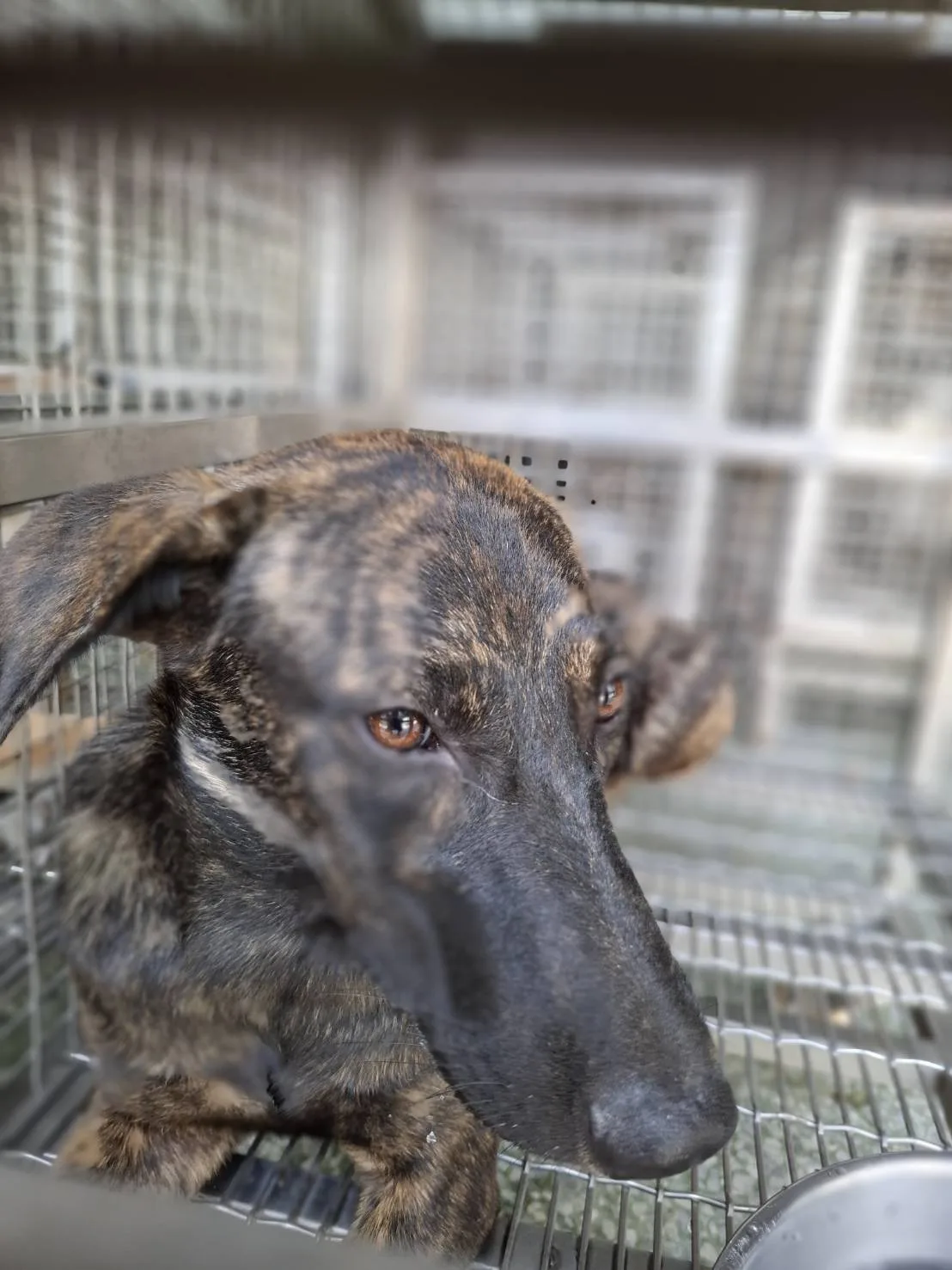 混種犬