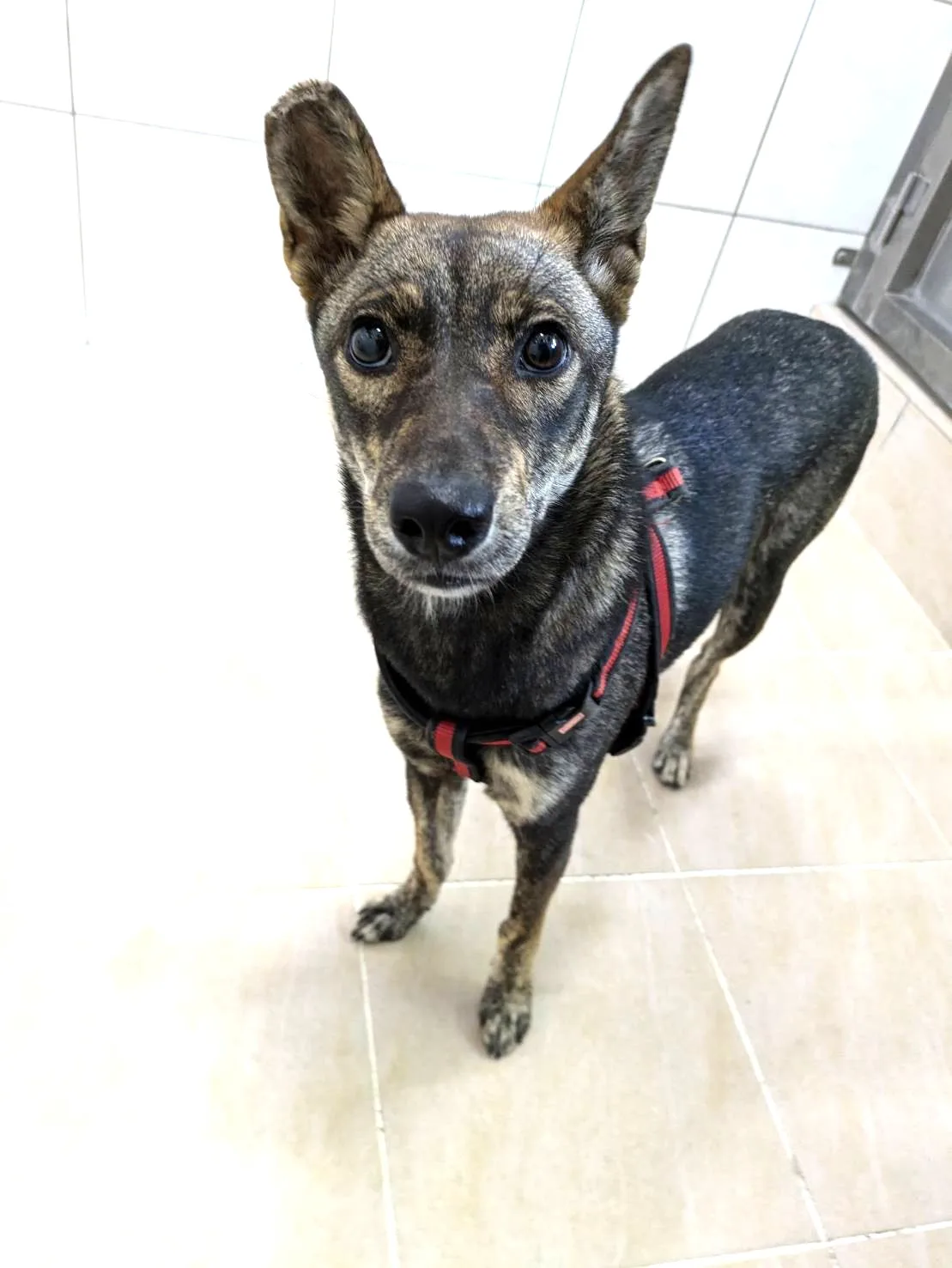 混種犬