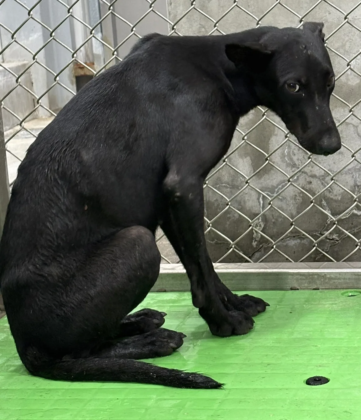 混種犬