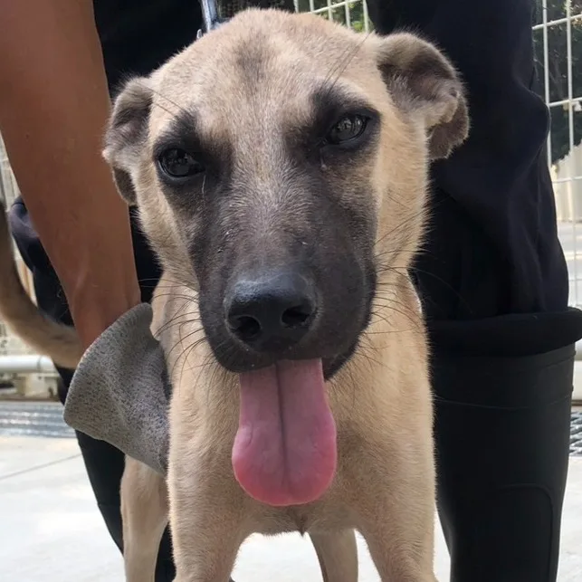 混種犬