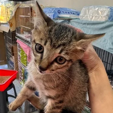 混種貓