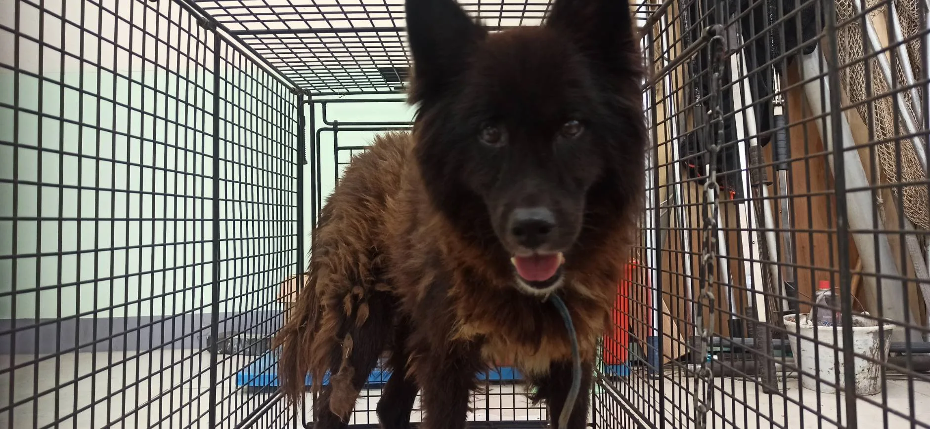 混種犬